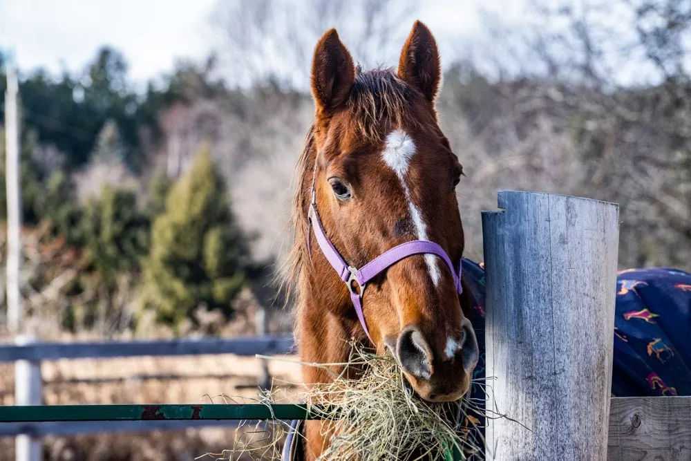 woman expensed a hefty serving of carrots to feed horses